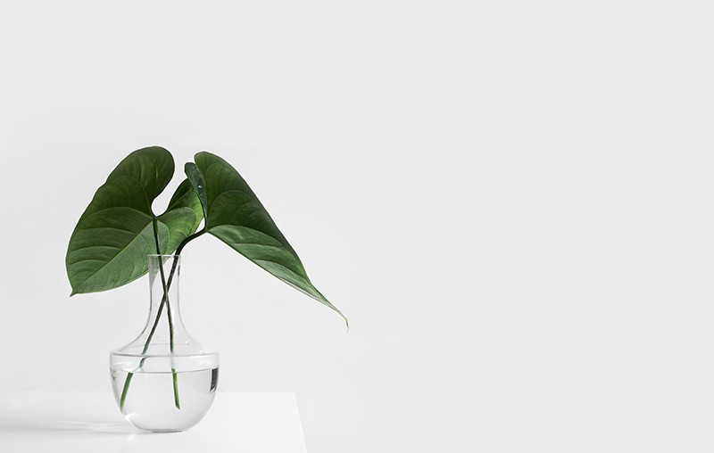 plant on a desk